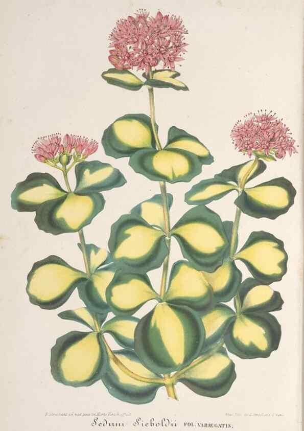 Reproducción/Reproduction 49688000516: L'Illustration horticole :. Gand, Belgium :Imprimerie et lithographie de F. et E. Gyselnyck,1854-1896.. 