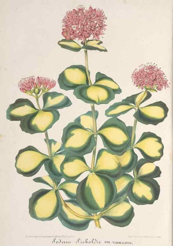 Reproducción/Reproduction 49688000516: L'Illustration horticole :. Gand, Belgium :Imprimerie et lithographie de F. et E. Gyselnyck,1854-1896.. 