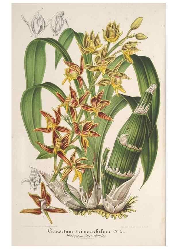 Reproducción/Reproduction 49688000851: L'Illustration horticole :. Gand, Belgium :Imprimerie et lithographie de F. et E. Gyselnyck,1854-1896.. 