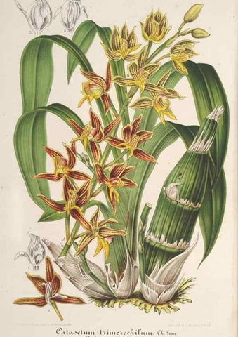 Reproducción/Reproduction 49688000851: L'Illustration horticole :. Gand, Belgium :Imprimerie et lithographie de F. et E. Gyselnyck,1854-1896.. 
