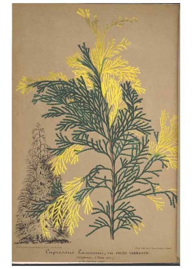 Reproducción/Reproduction 49688301747: L'Illustration horticole :. Gand, Belgium :Imprimerie et lithographie de F. et E. Gyselnyck,1854-1896.. 