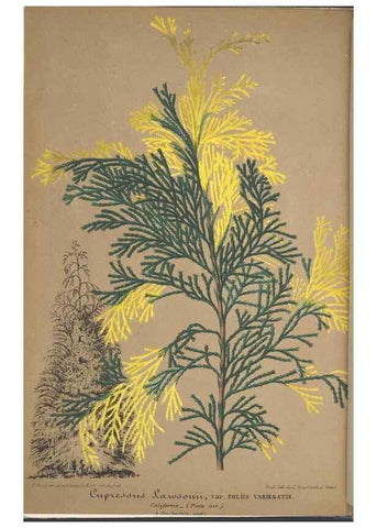 Reproducción/Reproduction 49688301747: L'Illustration horticole :. Gand, Belgium :Imprimerie et lithographie de F. et E. Gyselnyck,1854-1896.. 