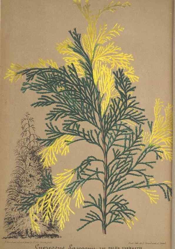 Reproducción/Reproduction 49688301747: L'Illustration horticole :. Gand, Belgium :Imprimerie et lithographie de F. et E. Gyselnyck,1854-1896.. 