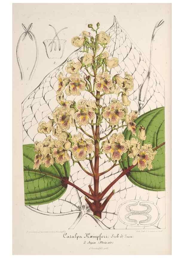 Reproducción/Reproduction 49688239672: L'Illustration horticole :. Gand, Belgium :Imprimerie et lithographie de F. et E. Gyselnyck,1854-1896.. 