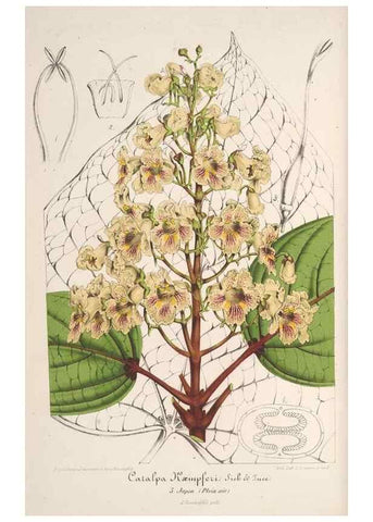 Reproducción/Reproduction 49688239672: L'Illustration horticole :. Gand, Belgium :Imprimerie et lithographie de F. et E. Gyselnyck,1854-1896.. 