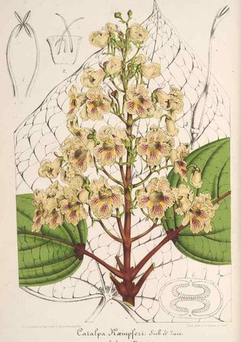 Reproducción/Reproduction 49688239672: L'Illustration horticole :. Gand, Belgium :Imprimerie et lithographie de F. et E. Gyselnyck,1854-1896.. 