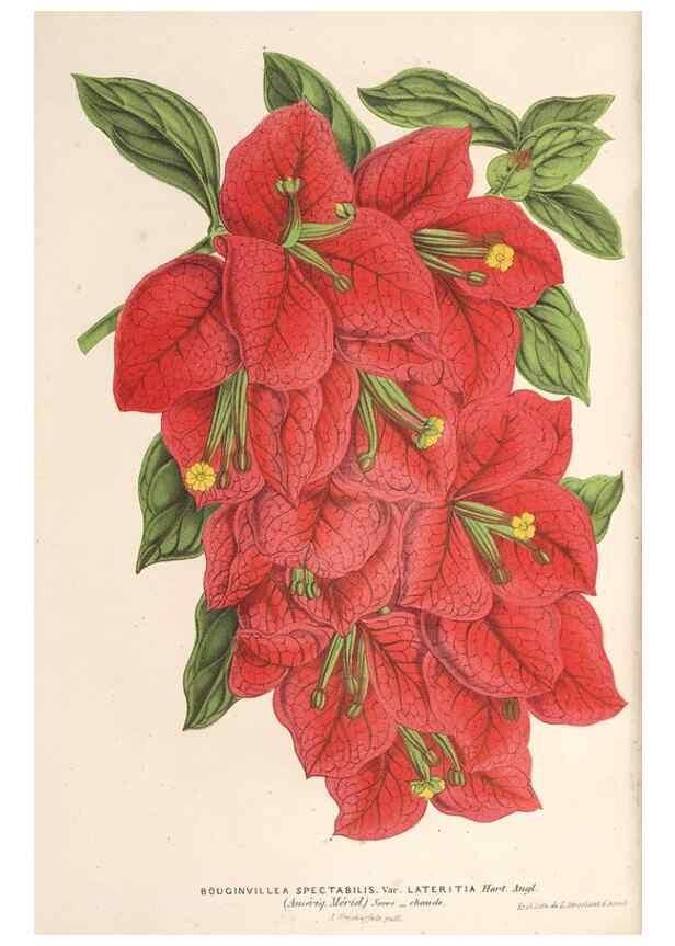 Reproducción/Reproduction 49690153751: L'Illustration horticole :. Gand, Belgium :Imprimerie et lithographie de F. et E. Gyselnyck,1854-1896.. 