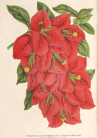 Reproducción/Reproduction 49690153751: L'Illustration horticole :. Gand, Belgium :Imprimerie et lithographie de F. et E. Gyselnyck,1854-1896.. 