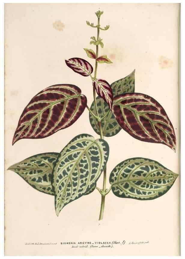 Reproducción/Reproduction 49690154141: L'Illustration horticole :. Gand, Belgium :Imprimerie et lithographie de F. et E. Gyselnyck,1854-1896.. 