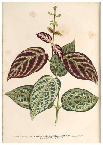 Reproducción/Reproduction 49690154141: L'Illustration horticole :. Gand, Belgium :Imprimerie et lithographie de F. et E. Gyselnyck,1854-1896.. 