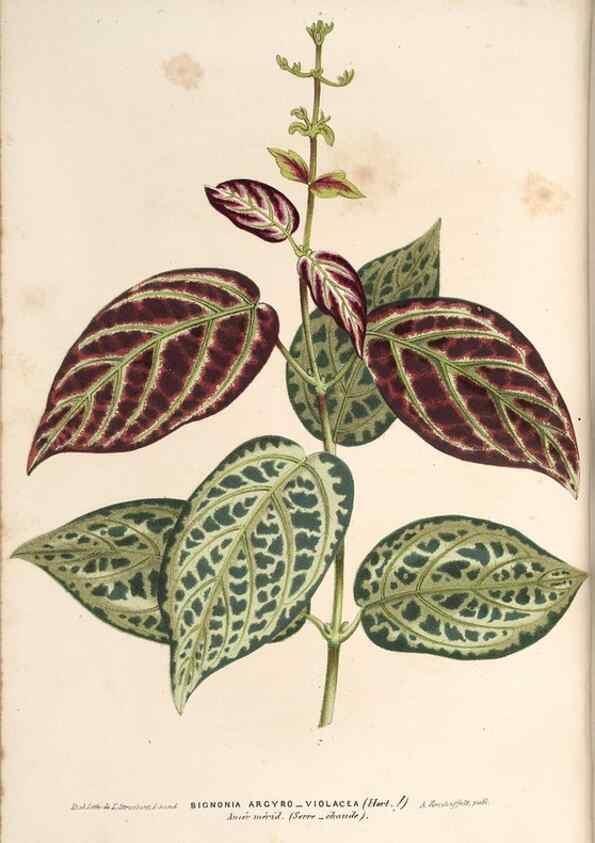 Reproducción/Reproduction 49690154141: L'Illustration horticole :. Gand, Belgium :Imprimerie et lithographie de F. et E. Gyselnyck,1854-1896.. 
