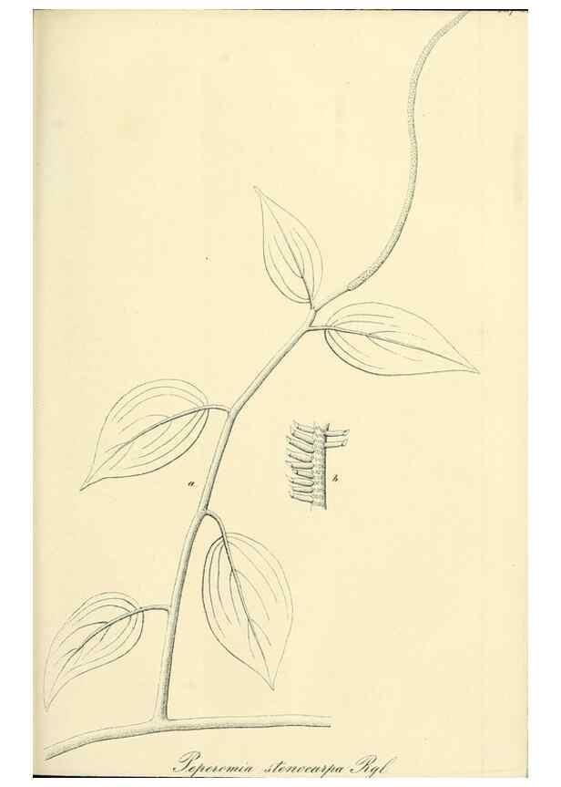Reproducción/Reproduction 49690357661: Gartenflora.. Erlangen :F. Enke,1852-1940.. 