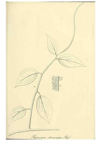 Reproducción/Reproduction 49690357661: Gartenflora.. Erlangen :F. Enke,1852-1940.. 