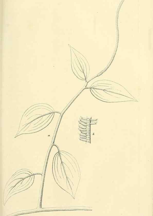 Reproducción/Reproduction 49690357661: Gartenflora.. Erlangen :F. Enke,1852-1940.. 