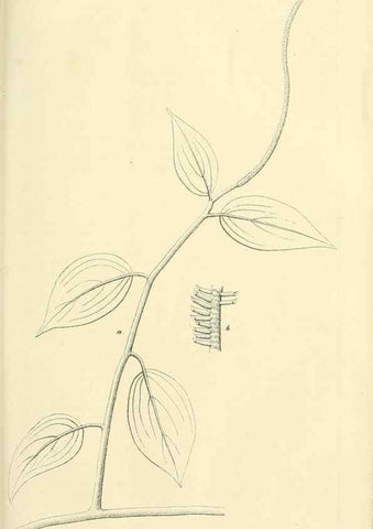 Reproducción/Reproduction 49690357661: Gartenflora.. Erlangen :F. Enke,1852-1940.. 