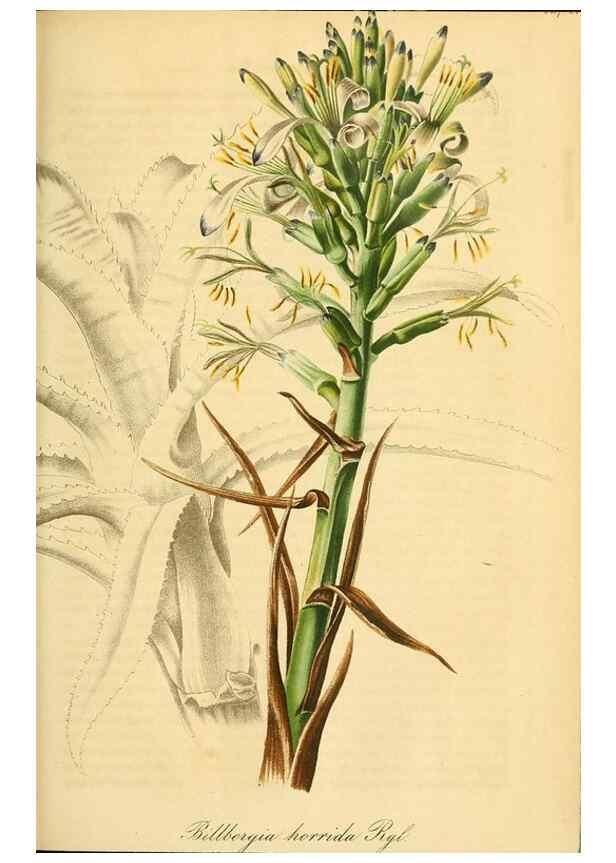 Reproducción/Reproduction 49690668647: Gartenflora.. Erlangen :F. Enke,1852-1940.. 