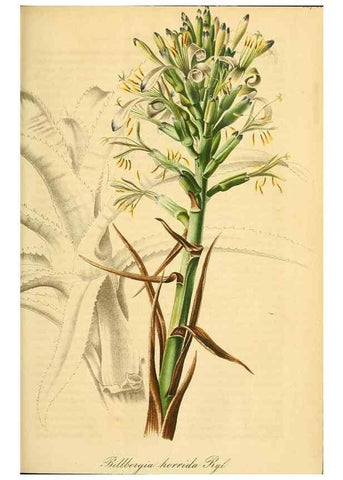 Reproducción/Reproduction 49690668647: Gartenflora.. Erlangen :F. Enke,1852-1940.. 