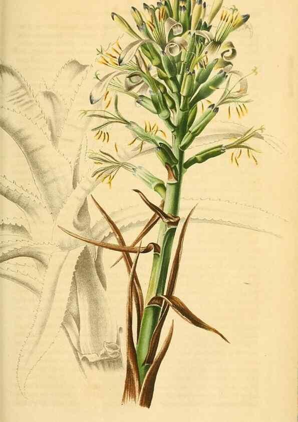 Reproducción/Reproduction 49690668647: Gartenflora.. Erlangen :F. Enke,1852-1940.. 