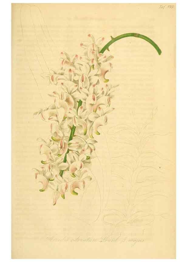 Reproducción/Reproduction 49690668942: Gartenflora.. Erlangen :F. Enke,1852-1940.. 