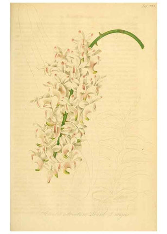 Reproducción/Reproduction 49690668942: Gartenflora.. Erlangen :F. Enke,1852-1940.. 