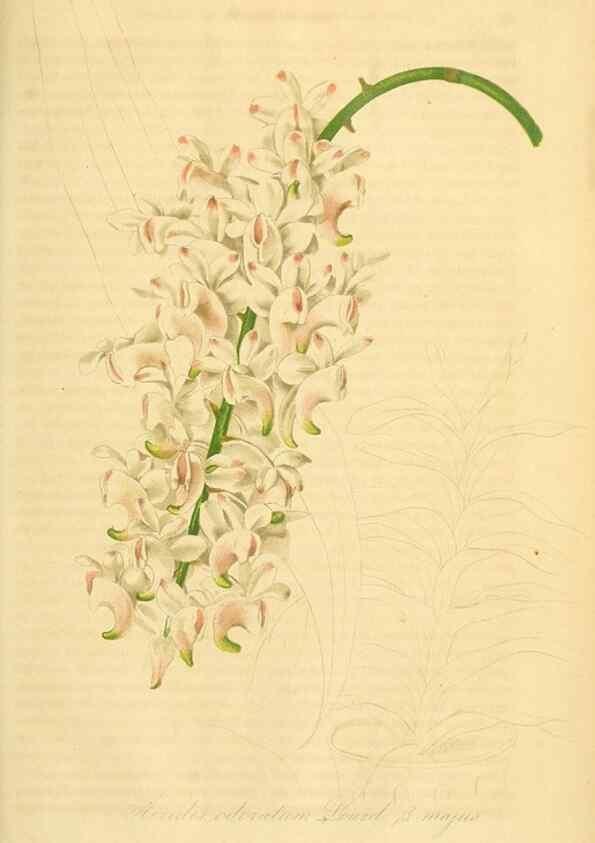 Reproducción/Reproduction 49690668942: Gartenflora.. Erlangen :F. Enke,1852-1940.. 