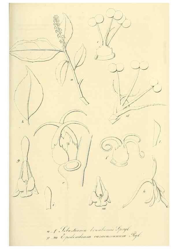 Reproducción/Reproduction 49690358351: Gartenflora.. Erlangen :F. Enke,1852-1940.. 