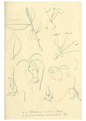 Reproducción/Reproduction 49690358351: Gartenflora.. Erlangen :F. Enke,1852-1940.. 