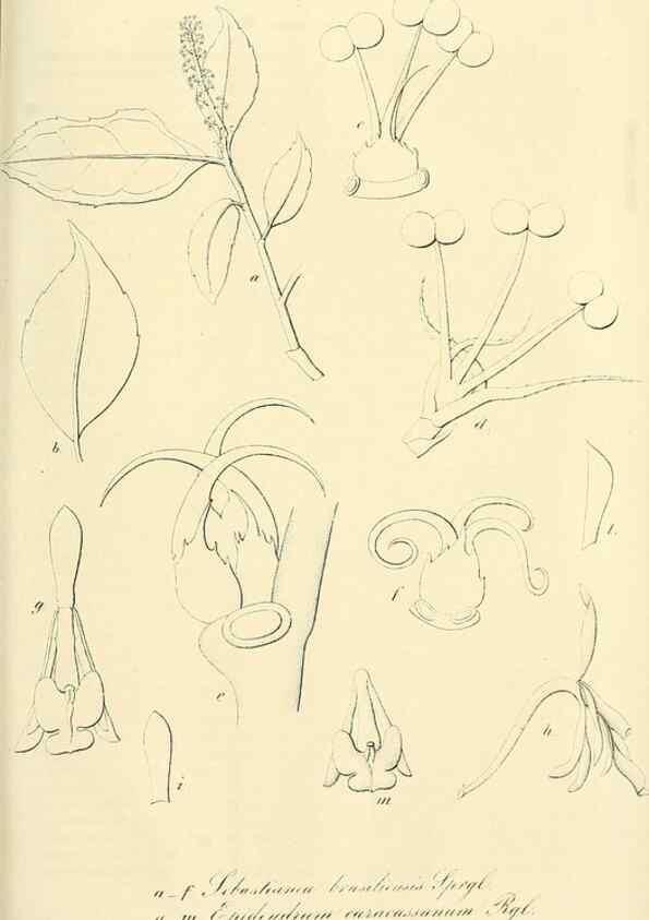 Reproducción/Reproduction 49690358351: Gartenflora.. Erlangen :F. Enke,1852-1940.. 