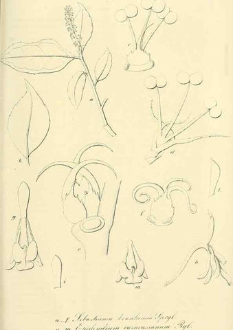 Reproducción/Reproduction 49690358351: Gartenflora.. Erlangen :F. Enke,1852-1940.. 
