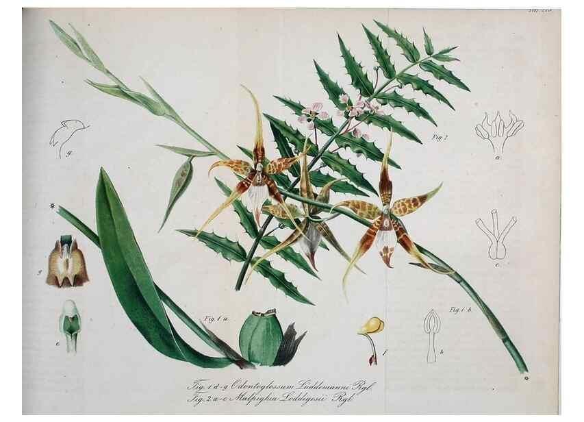 Reproducción/Reproduction 49690669372: Gartenflora.. Erlangen :F. Enke,1852-1940.. 