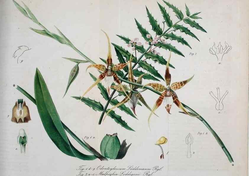 Reproducción/Reproduction 49690669372: Gartenflora.. Erlangen :F. Enke,1852-1940.. 