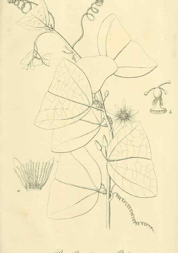 Reproducción/Reproduction 49689824323: Gartenflora.. Erlangen :F. Enke,1852-1940.. 