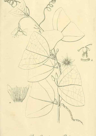 Reproducción/Reproduction 49689824323: Gartenflora.. Erlangen :F. Enke,1852-1940.. 