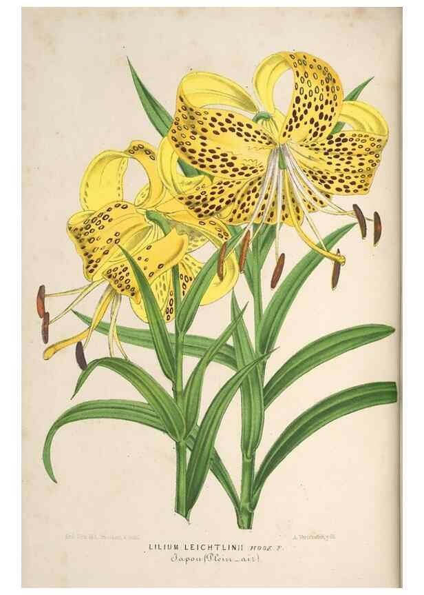 Reproducción/Reproduction 49690725552: L'Illustration horticole :. Gand, Belgium :Imprimerie et lithographie de F. et E. Gyselnyck,1854-1896.. 