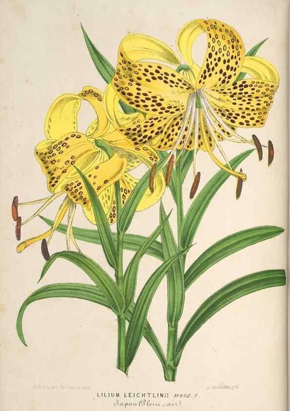 Reproducción/Reproduction 49690725552: L'Illustration horticole :. Gand, Belgium :Imprimerie et lithographie de F. et E. Gyselnyck,1854-1896.. 