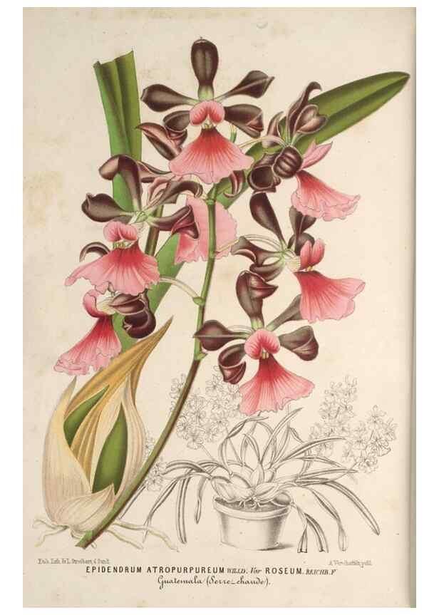 Reproducción/Reproduction 49689879223: L'Illustration horticole :. Gand, Belgium :Imprimerie et lithographie de F. et E. Gyselnyck,1854-1896.. 