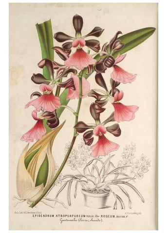 Reproducción/Reproduction 49689879223: L'Illustration horticole :. Gand, Belgium :Imprimerie et lithographie de F. et E. Gyselnyck,1854-1896.. 