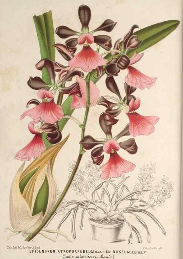 Reproducción/Reproduction 49689879223: L'Illustration horticole :. Gand, Belgium :Imprimerie et lithographie de F. et E. Gyselnyck,1854-1896.. 