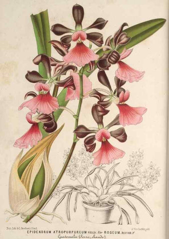 Reproducción/Reproduction 49689879223: L'Illustration horticole :. Gand, Belgium :Imprimerie et lithographie de F. et E. Gyselnyck,1854-1896.. 