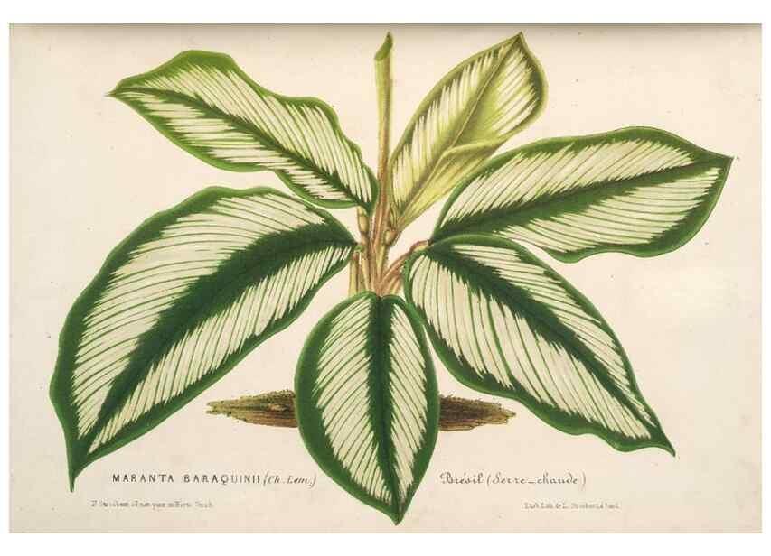 Reproducción/Reproduction 49689879343: L'Illustration horticole :. Gand, Belgium :Imprimerie et lithographie de F. et E. Gyselnyck,1854-1896.. 