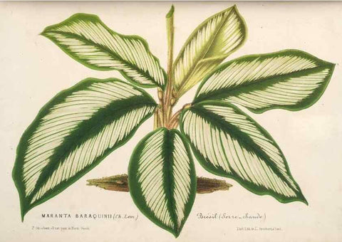 Reproducción/Reproduction 49689879343: L'Illustration horticole :. Gand, Belgium :Imprimerie et lithographie de F. et E. Gyselnyck,1854-1896.. 