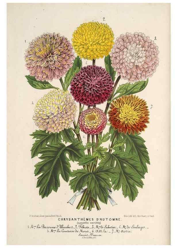 Reproducción/Reproduction 49690414546: L'Illustration horticole :. Gand, Belgium :Imprimerie et lithographie de F. et E. Gyselnyck,1854-1896.. 