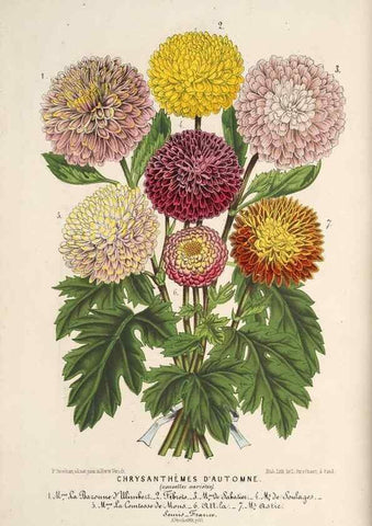 Reproducción/Reproduction 49690414546: L'Illustration horticole :. Gand, Belgium :Imprimerie et lithographie de F. et E. Gyselnyck,1854-1896.. 