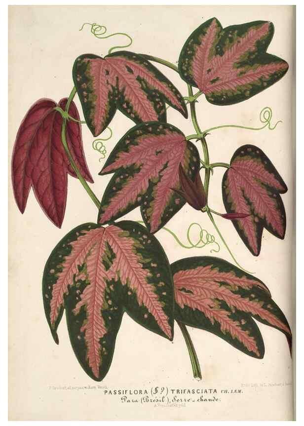 Reproducción/Reproduction 49689879783: L'Illustration horticole :. Gand, Belgium :Imprimerie et lithographie de F. et E. Gyselnyck,1854-1896.. 