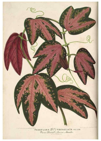 Reproducción/Reproduction 49689879783: L'Illustration horticole :. Gand, Belgium :Imprimerie et lithographie de F. et E. Gyselnyck,1854-1896.. 