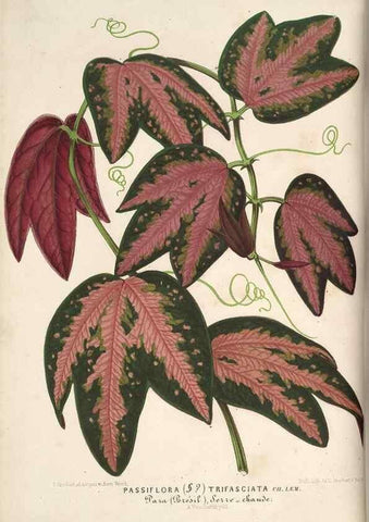 Reproducción/Reproduction 49689879783: L'Illustration horticole :. Gand, Belgium :Imprimerie et lithographie de F. et E. Gyselnyck,1854-1896.. 