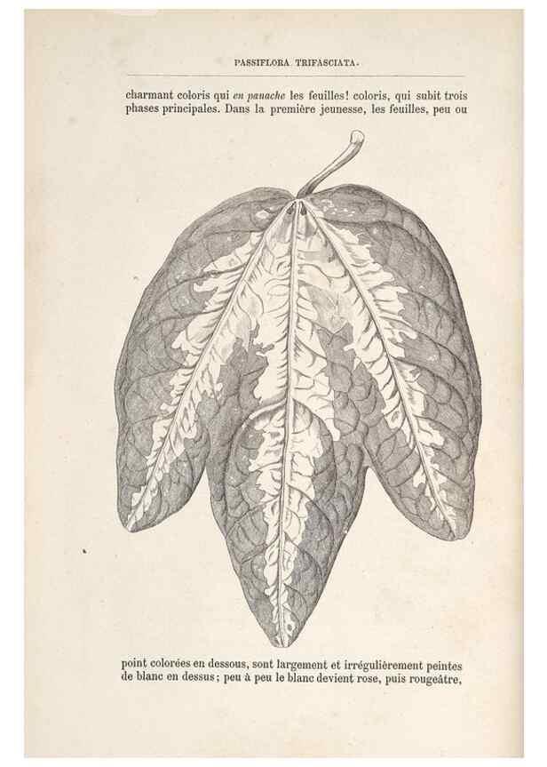 Reproducción/Reproduction 49690726547: L'Illustration horticole :. Gand, Belgium :Imprimerie et lithographie de F. et E. Gyselnyck,1854-1896.. 