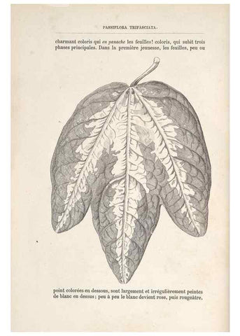 Reproducción/Reproduction 49690726547: L'Illustration horticole :. Gand, Belgium :Imprimerie et lithographie de F. et E. Gyselnyck,1854-1896.. 