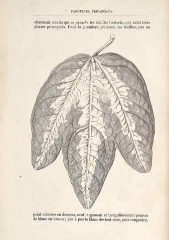 Reproducción/Reproduction 49690726547: L'Illustration horticole :. Gand, Belgium :Imprimerie et lithographie de F. et E. Gyselnyck,1854-1896.. 