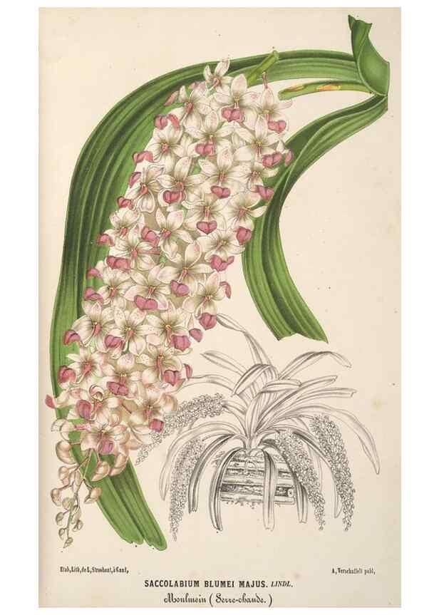 Reproducción/Reproduction 49690415316: L'Illustration horticole :. Gand, Belgium :Imprimerie et lithographie de F. et E. Gyselnyck,1854-1896.. 